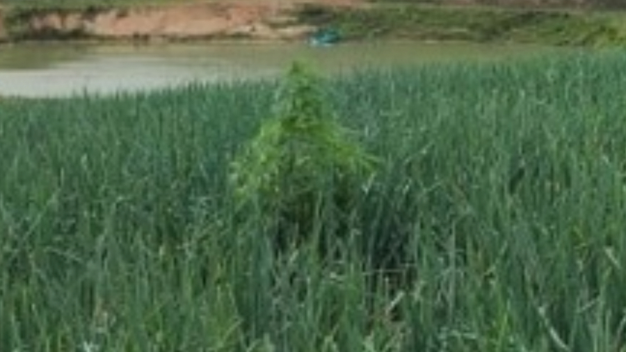 Dois pés de maconha aparecem em lavoura de cebola em SC