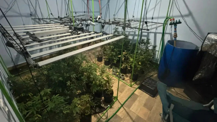 Estufa de cannabis para produção de óleo é alvo de operação em Bragança Paulista (SP)