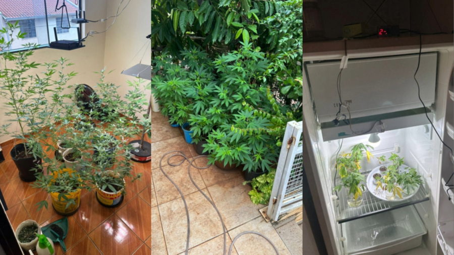 Homem é detido por plantar maconha dentro de casa no Paraná