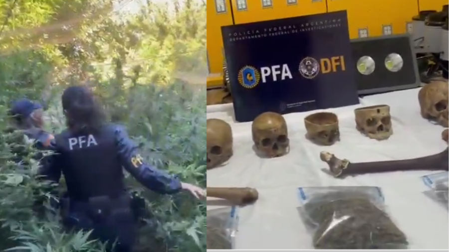 Polícia argentina encontra ossos humanos em cultivo de cannabis e levanta suspeita de uso como adubo