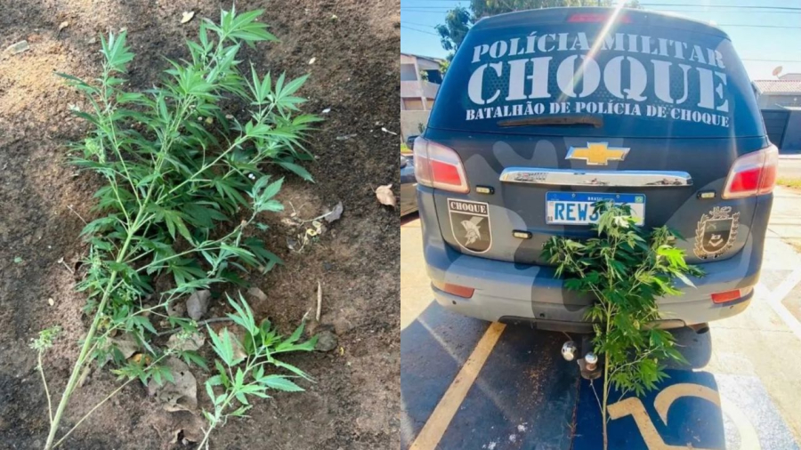 Homem é morto pela polícia após cultivo de dois pés de maconha em Mato Grosso do Sul