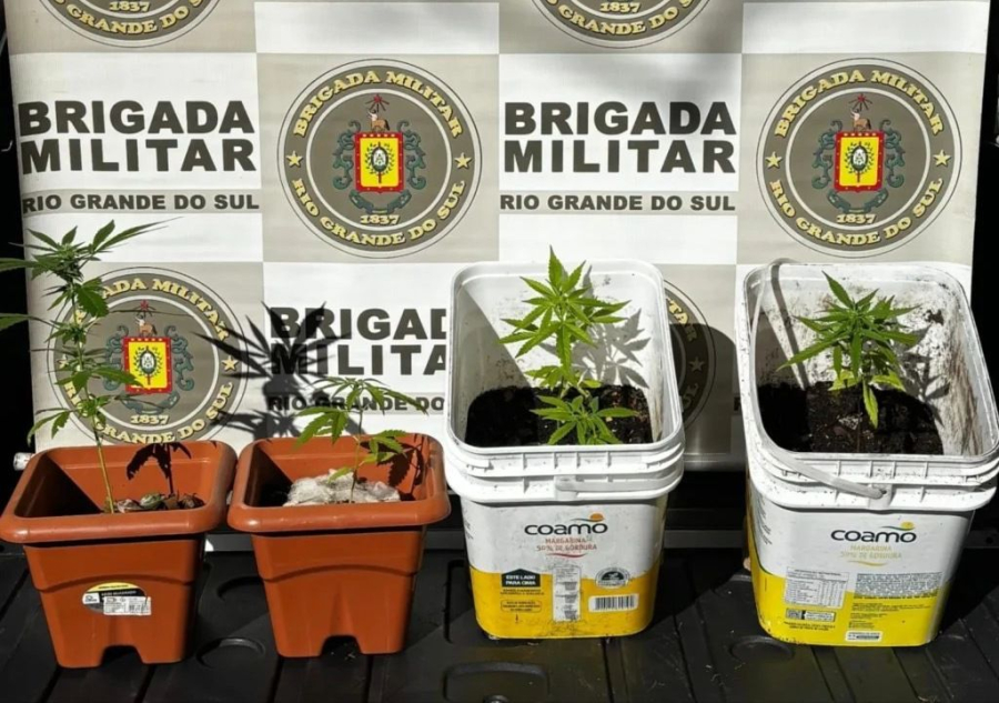 Homem é preso por cultivar seis pés de maconha no Rio Grande do Sul