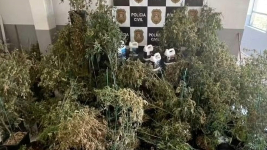 Casal é condenado à perda de mansão usada para cultivo de maconha em Santos; entenda a base legal da medida