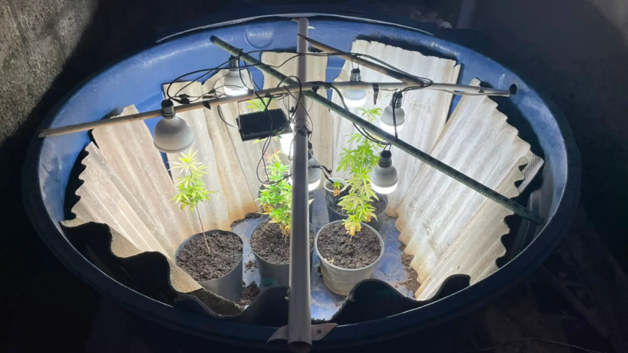 PM apreende pés de maconha cultivados em caixa d'água no ES