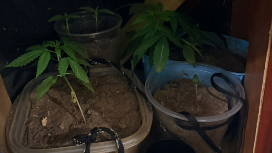 Homem é detido após PM localizar 4 mudas de cannabis em apartamento