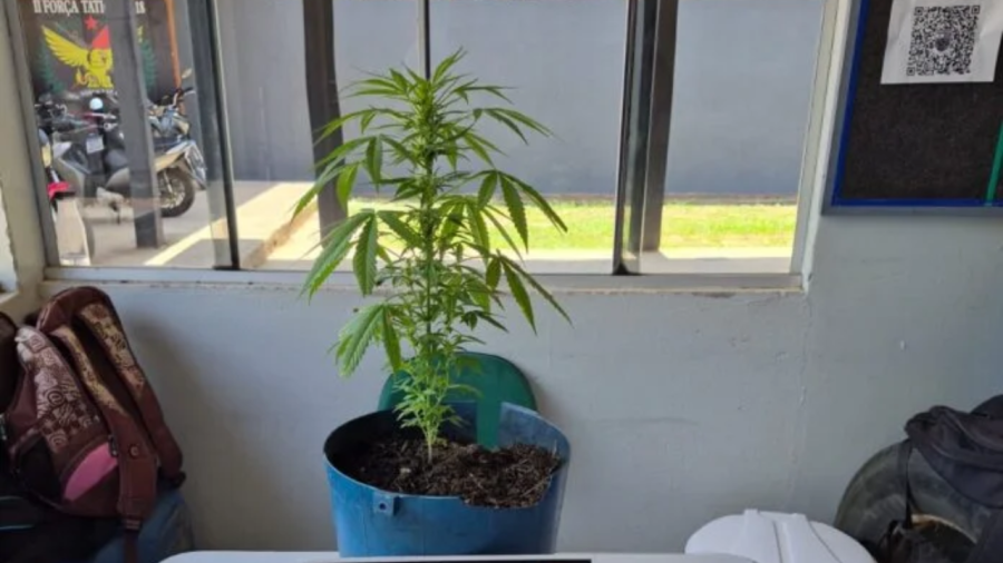 Homem é detido por cultivar um pé de maconha no Amazonas