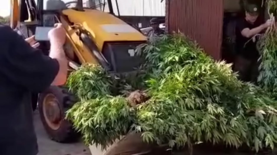 Justiça Federal condena associação OSACI a pagar R$ 10 mil por má-fé em ação sobre cultivo de Cannabis medicinal