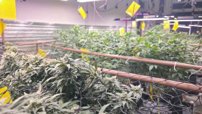 Cultivo cannabis
