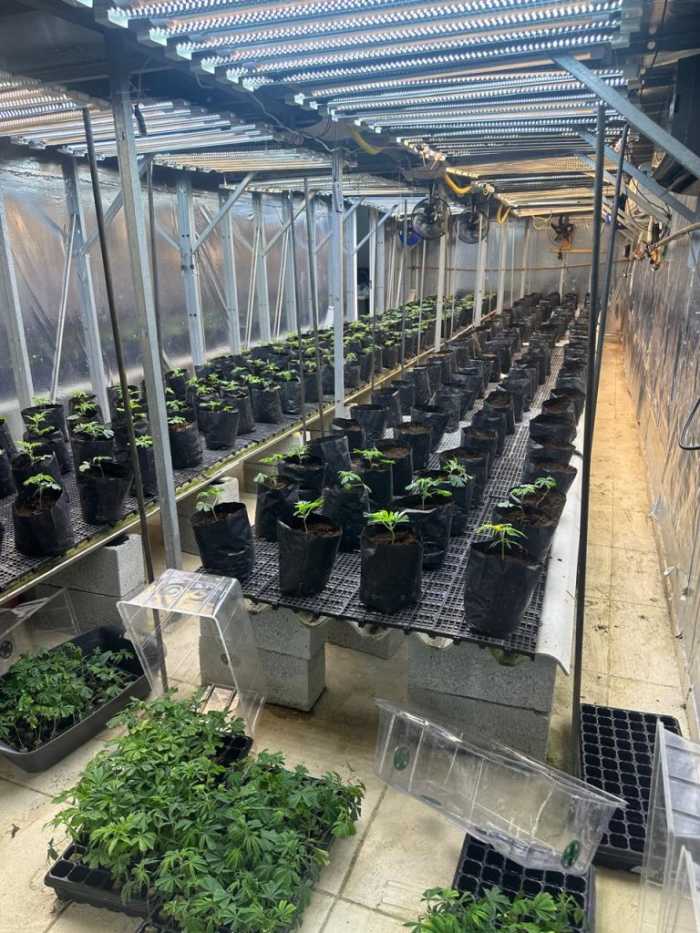 Plantas de maconha.