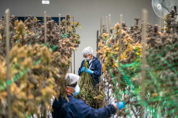 Cultivo de Cannabis.