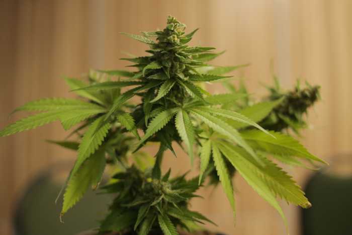 justica-federal-barra-hc-para-cultivo-de-cannabis-medicinal-e-justifica-com-novas-regras-da-anvisa Imagem de close-up de uma planta de cannabis destacando suas folhas verdes vibrantes e botões.