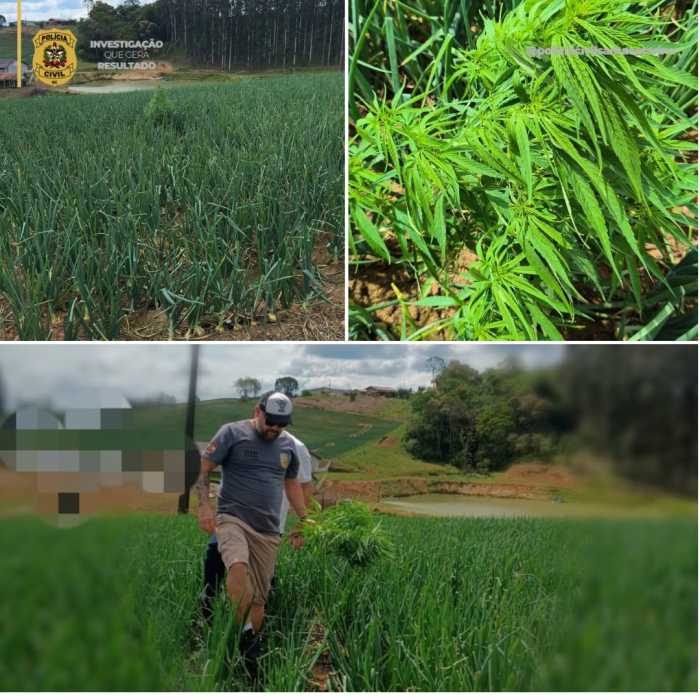 dois-pes-de-maconha-aparecem-em-lavoura-de-cebola-em-sc Pés de maconha encontrados na plantação de cebola.