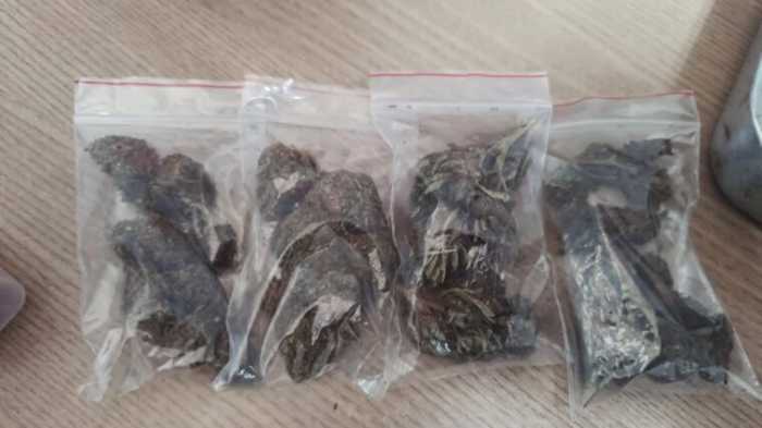 Plantas apreendidas em SP.