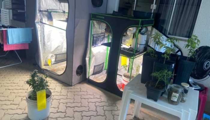 Cultivo de cannabis apreendido.