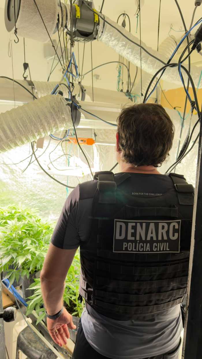 homem-e-preso-por-cultivar-18-pes-de-maconha-no-ceara Plantas apreendidas.