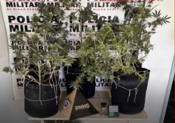 Cultivo cannabis.