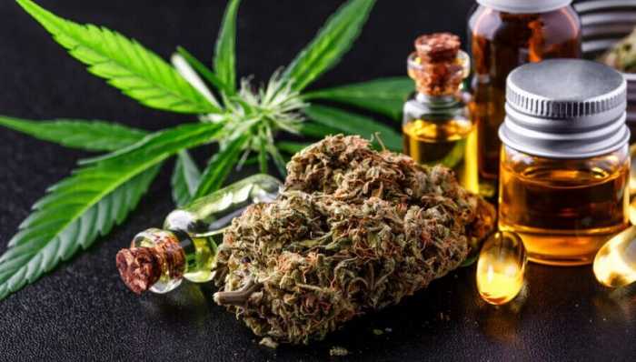 Folha de cannabis, bud e óleo.