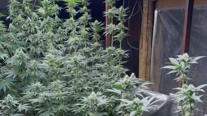 furto-de-celular-em-clinica-medica-termina-com-descoberta-de-cultivo-ilegal-de-cannabis Plantas apreendidas.