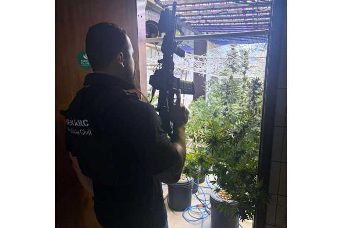 cultivo cannabis.