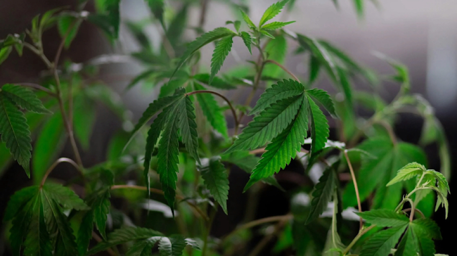 Dedo verde: Pé de cannabis de mais de dois metros é apreendido em Santa Catarina