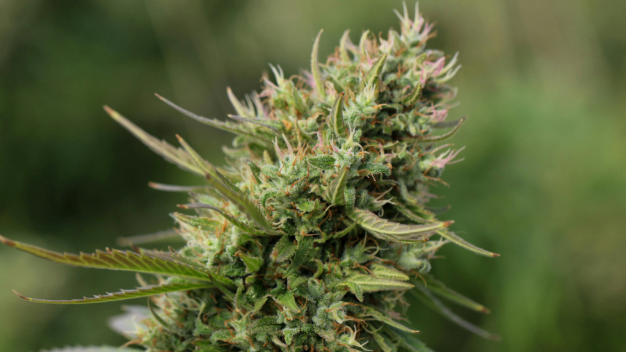 Cannabis medicinal e o risco da exposição: o que o habeas corpus não protege