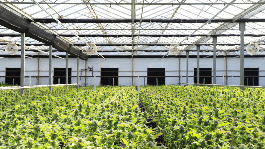 Cultivo de maconha em ambiente fechado já consome mais energia que a mineração de bitcoin