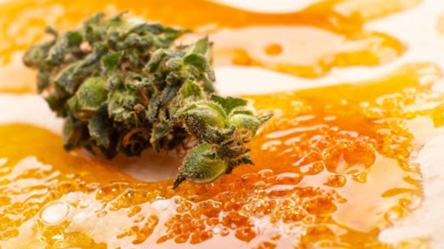 Dabbing e o BHO: entre a potência da cannabis e os riscos explosivos da produção amadora
