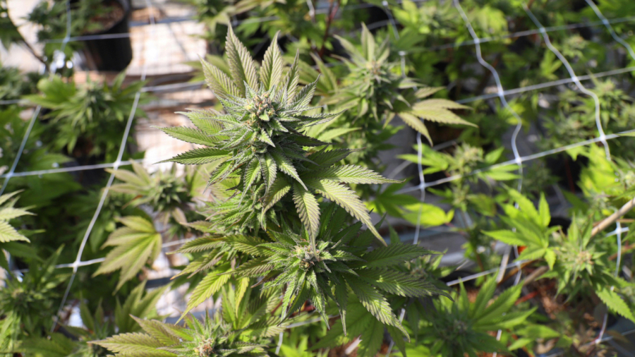 Justiça de SP absolve homem detido com 372 mudas de maconha em casa