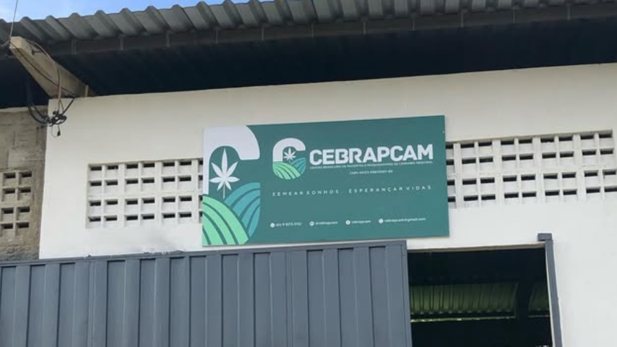 Cannabis no Sertão: Instituto Nacional do Semiárido busca parceria com associação canábica da Paraíba