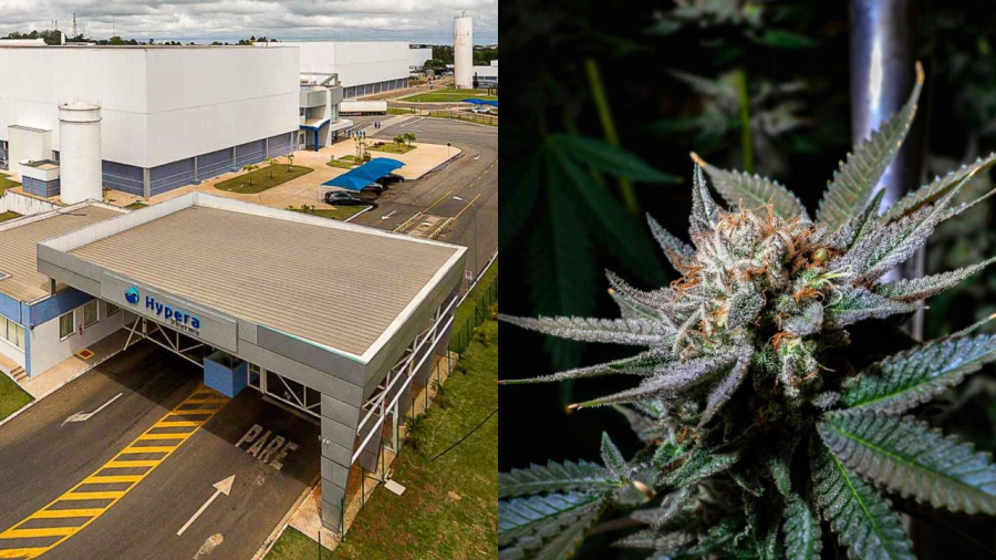 Governo libera R$ 4,5 milhões para empresa privada em pesquisa de cannabis