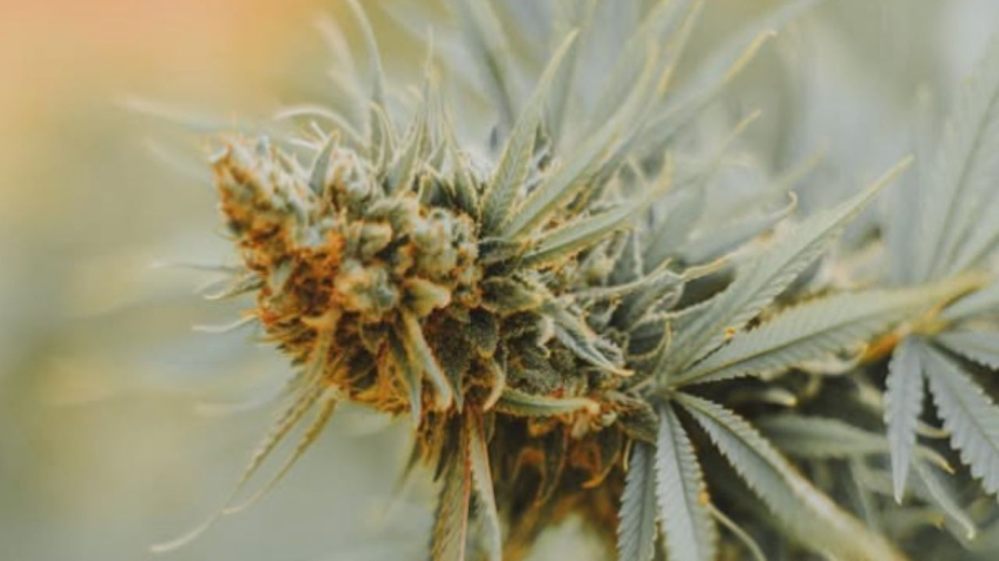 Justiça de MS rejeita denúncia contra associação de cannabis medicinal