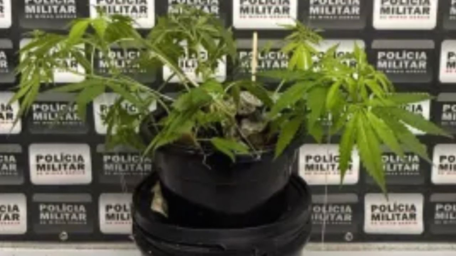 Homem é preso em Minas Gerais por plantar maconha para não precisar comprar