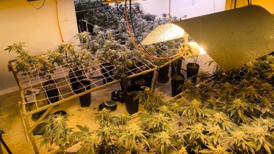 Ofensiva contra cultivos domésticos: plantações de maconha são alvo em quatro estados