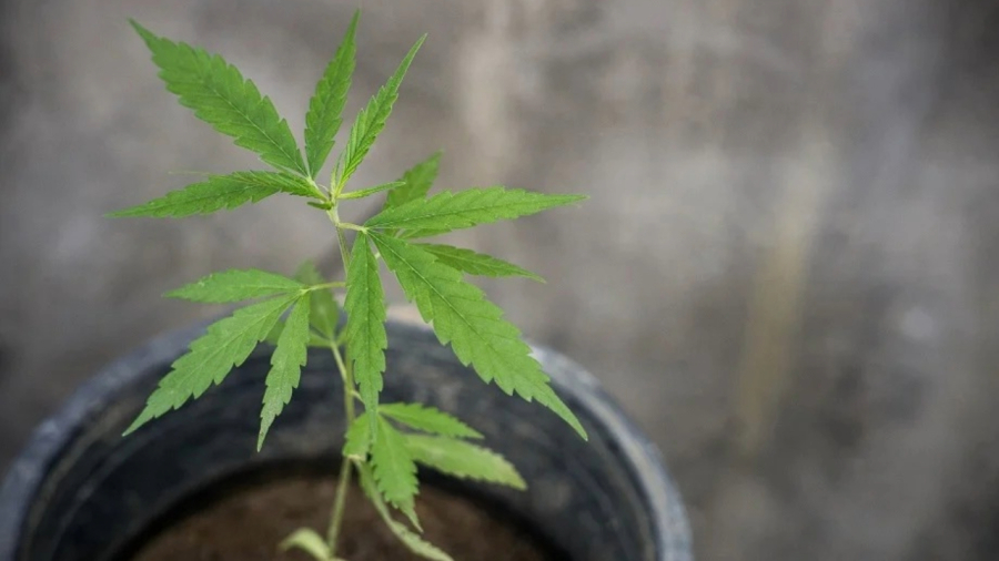 Mulher é detida por plantar um único pé de maconha em casa no Mato Grosso