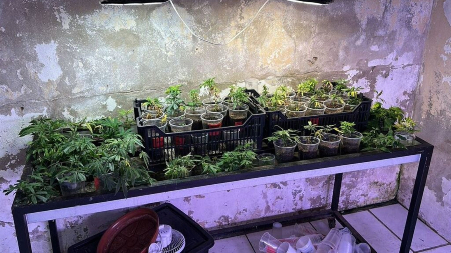 PF deflagra operação contra associações de cannabis medicinal no RS