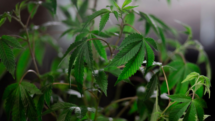 Juiz decide que cultivo de maconha para uso próprio deve prevalecer quando há dúvida sobre tráfico