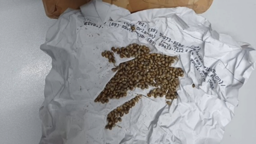 Dois homens são presos com sementes de maconha no Piauí