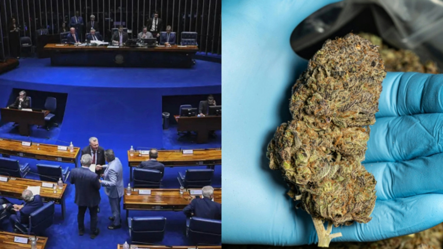 Por que ideias populares sobre cannabis avançam no Senado, mas não viram lei