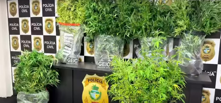 Justiça de GO revoga HC de cultivo após paciente solicitar aumento de plantas autorizadas