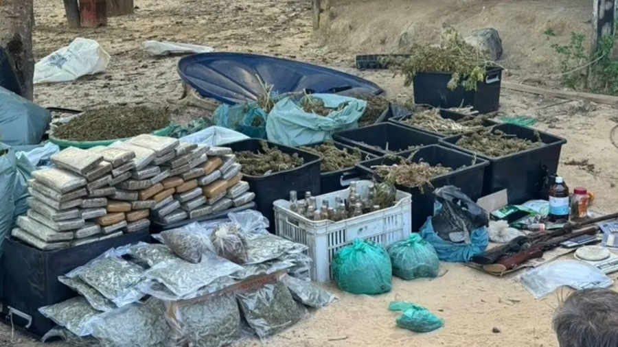 Estrutura de cultivo de cannabis com produção de flor e prensado é desmantelada no Pará