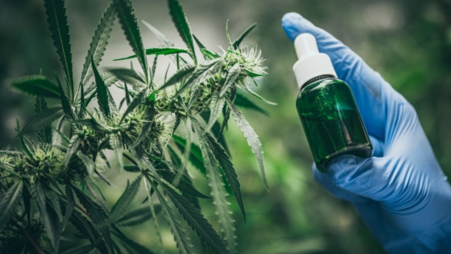 Ações de cannabis sobem nos EUA com possível cobertura de CBD pelo Medicare