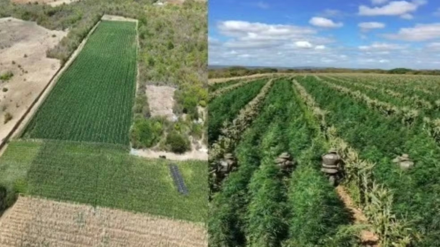 Drones revelam plantação com 200 mil pés de maconha na Bahia