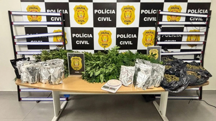 Publicações no Instagram levam à detenção de casal por cultivo de maconha 