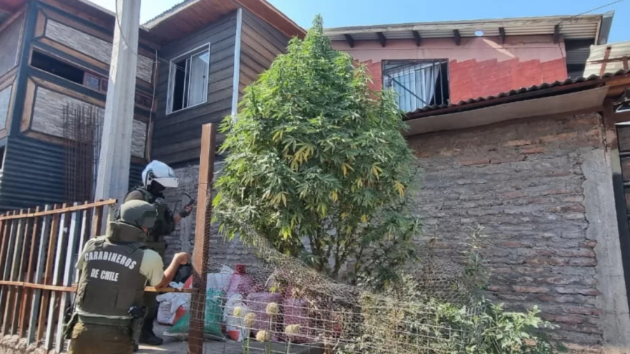 “Árvore de Natal” de maconha é apreendida em rua do Chile