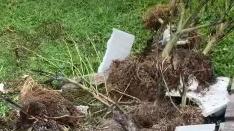 Associação de cannabis medicinal afirma ter tido cultivo incendiado com Isopor