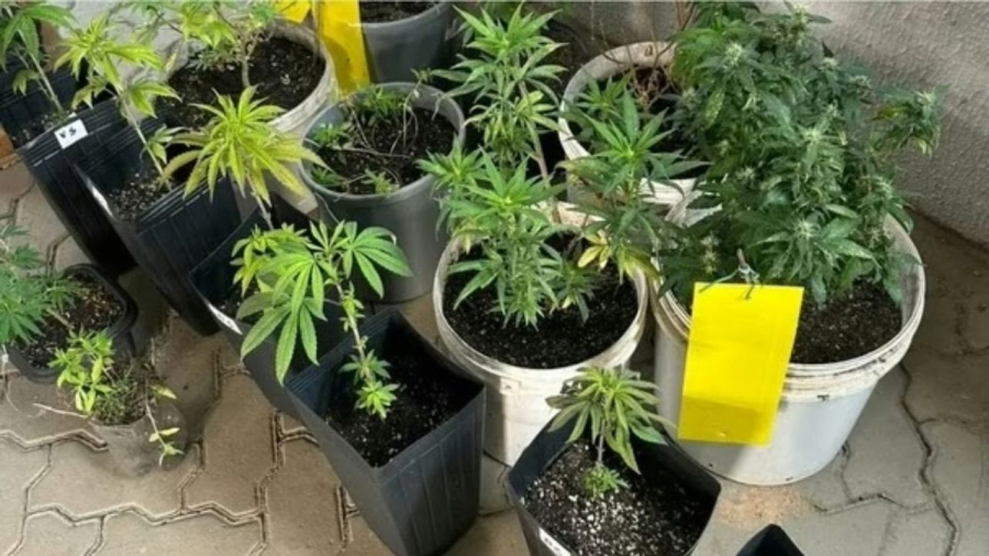 Do incômodo dos vizinhos à prisão de um casal: o desenrolar por trás do primeiro pedido de HC para cultivo medicinal em Imperatriz (MA)