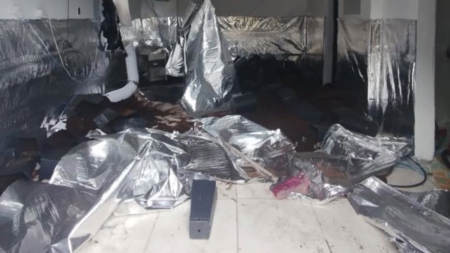 Cultivo medicinal autorizado vira alvo de operação policial em Santa Catarina