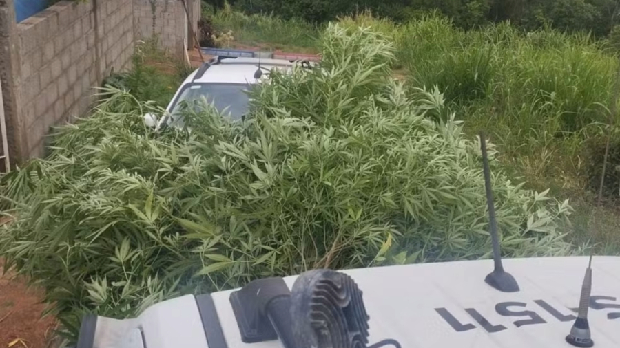 Plantação de maconha com cerca de 120 kg é descoberta em Cajati (SP)