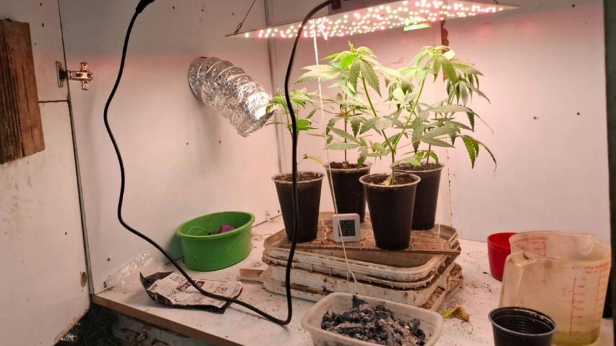 Cultivador doméstico é detido em MG