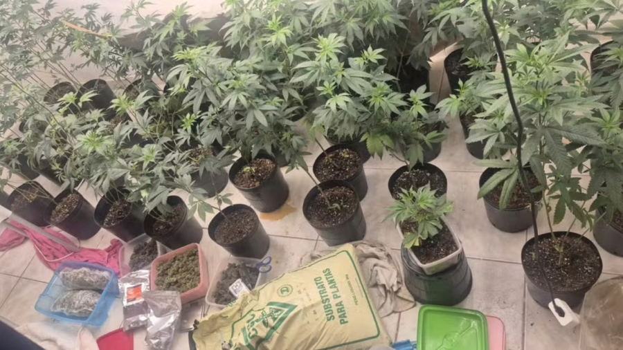 Operação que mirava acusado pela Lei Maria da Penha acaba prendendo cultivador na Bahia